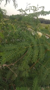 Footage of Leucaena leucocephala (petai cina) leaves swaying  ing the wind.