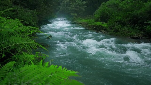 Turbulent Stream in Lush Jungle with Ferns