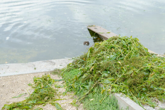 Pondweed and aquatic plants piled on a concrete lake shore during water cleaning. Ecological river maintenance background with harvested green seaweed and water ripples.