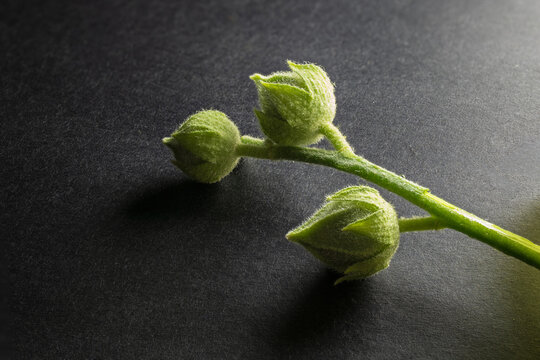 Green flower buds growing on stem against dark background