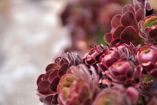 Close-up of deep red succulent leaves