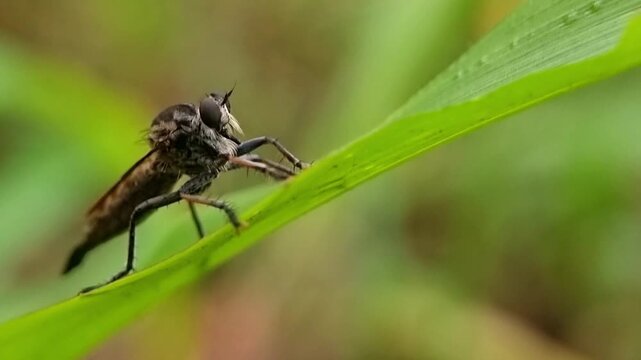 Close Up Robber Fly Self Grooming Behavior Entomology Study 4K