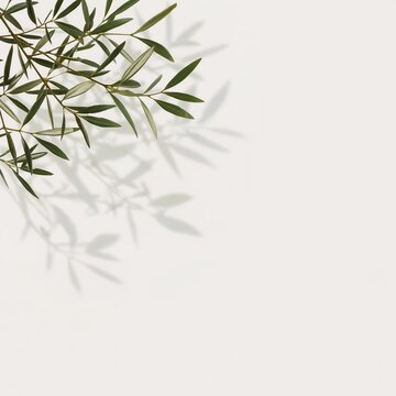 Soft olive branches casting elegant shadows on a neutral background, creating a calm minimalist composition inspired by nature and Mediterranean living.