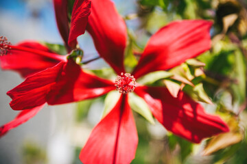 Close-up of a vibrant red hibiscus flower with delicate petals and stamens in sunlight Greece © Radu Bighian