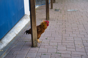 Brown rooster stands on a brick walkway near a blue wall and wooden pole © LusoFPV