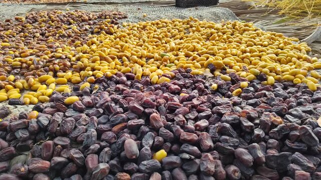 New season dates fruits raw food on farm