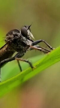 Macro Robber Fly Grooming Leg Asilidae Biological Pest Control 4K