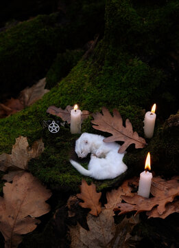 sleep or dead wild white weasel animal on moss in fallen leaves, witch amulet and burning candles in dark forest. mystery atmosphere. witchcraft, black magic.