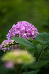 Fototapete Hortensie multicolored hydrangea flowers  © SarahPictures