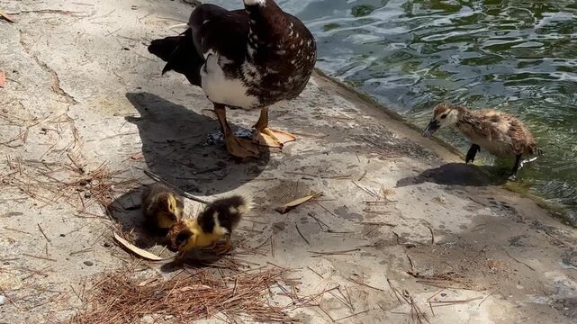 A mother duck calls her ducklings to the shore to eat the bread she found, showing care and protection for her offspring.