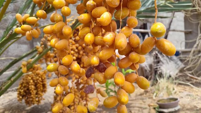 yellow new season dates fruit on tree nature food 4k
