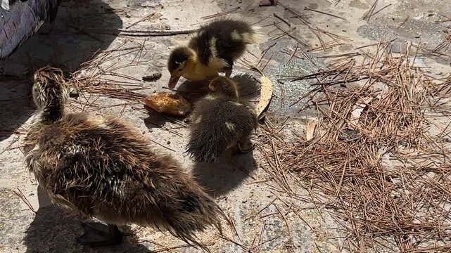 Ducks with Ducklings by Pond in City Park Eating a Piece of Bread.