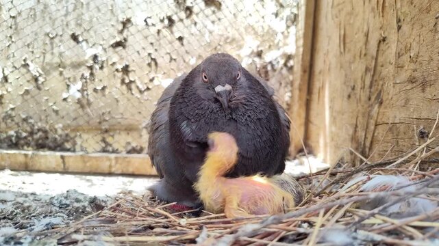 a pigeon with little baby animal bird