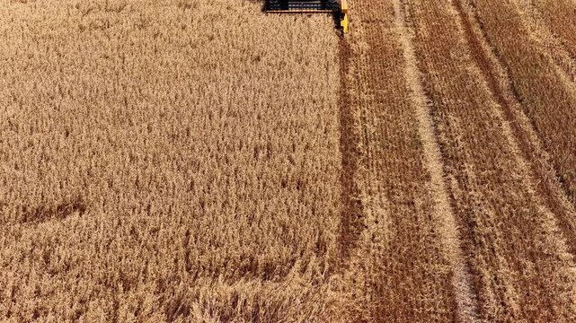 Combine harvester harvesting wheat in a gold colored field during summer seen from above. There is dust coming form the harvester during this period of drought.