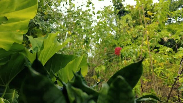 Lush green tropical garden plants and trees with red flower close-up outdoors nature background