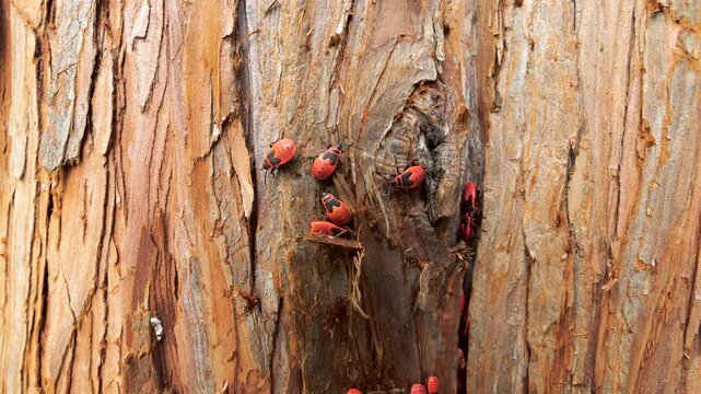 Red firebugs crawl on tree bark in close-up. Small pyrrhocoris apterus nymphs gather on a textured brown wood surface as a macro shot captures rough organic details of the trunk.