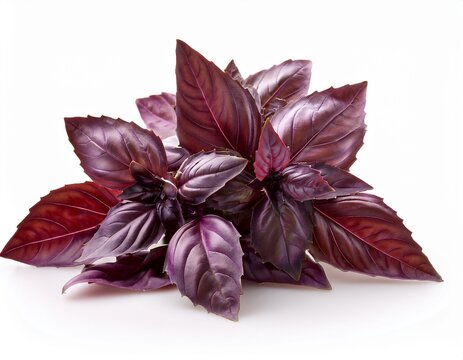 commercial studio photography of isolated bunch of red basil leaves fresh herb for aromatic flavoring and seasoning sharp focus clean white background
