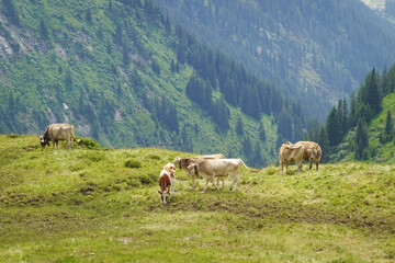 Fototapeta premium Cows at summer pastures in the Alps, Austria