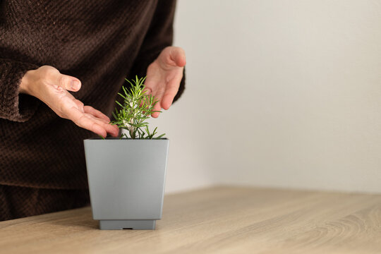 Woman has flower pot with rosemary. Growing rosemary at home.