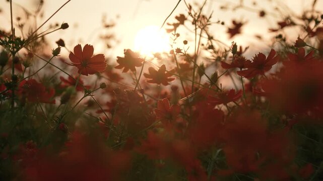 キバナコスモスを夕方撮影した4Kスローモーション動画