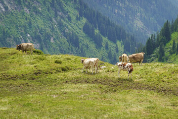 Naklejka premium Cows at summer pastures in the Alps, Austria