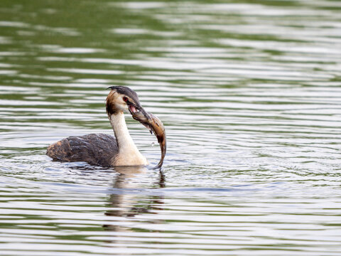 Great Crested Grebe with a tench caught to feed its young