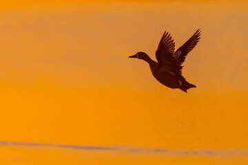 Naklejka premium 00722-03720 Blue-winged Teal (Spatula discors) male taking off from wetland at sunrise Marion Co. IL