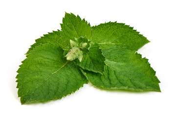 Fresh Mint Leaves with Bud on White Background © GSDesign