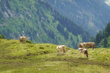 Fototapeta premium Cows at summer pastures in the Alps, Austria