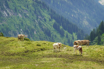 Cows at summer pastures in the Alps, Austria © nastyakamysheva