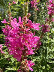 Obraz premium Lythrum salicaria Purple loosestrife flowering plant