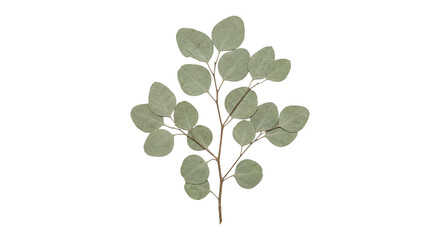 Pressed eucalyptus branch with preserved round leaves, isolated on transparent background © Stock. Video. Com
