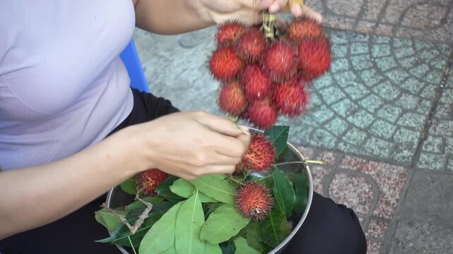 Female hands sorting very fresh red rambutan fruits in a metal bowl with green leaves. Symbolizes tropical agriculture and healthy eating. Ideal for street market and travel content today