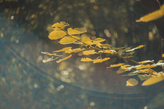 A nostalgic close up photo of golden yellow tree leaves in autumn with warm retro film color grading, soft sunlight flare, and dreamy blurred forest background on a sunny day.