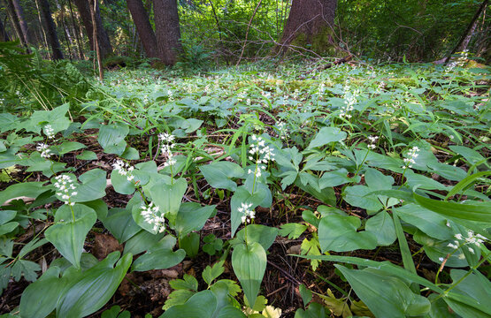 False lily of the valley flowering