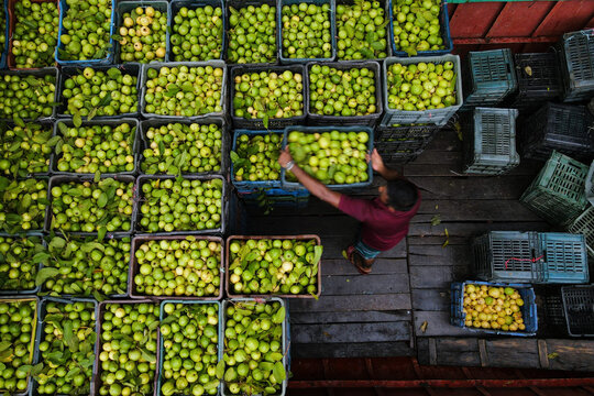 Aerial view of the Floating Guava Market with a worker handling crates of fresh green guavas on a wooden boat in Atghar Kuriana Union, Barisal Division, Bangladesh.