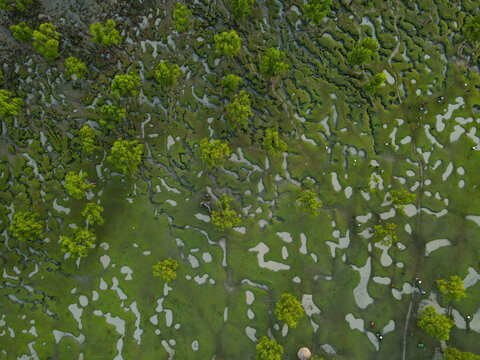 Aerial view of Guliakhali Sea Beach with vibrant green marshland, intricate tidal pools, and scattered trees with people walking in Chattogram, Chittagong Division, Bangladesh.