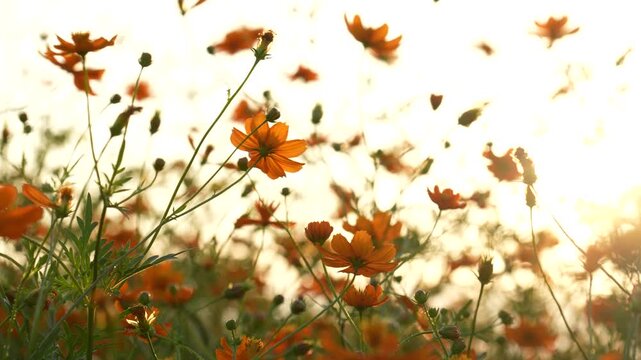 キバナコスモスを夕方撮影した4Kスローモーション動画