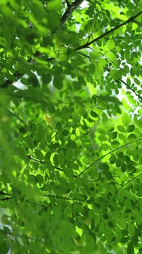 Fresh moringa leaves on the tree in sunlight