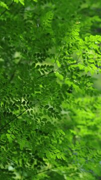 Fresh moringa leaves on the tree in sunlight