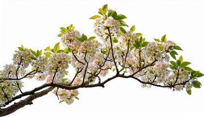 Fototapeta premium tree branch flower photo overlays summer spring isolated on white or white background