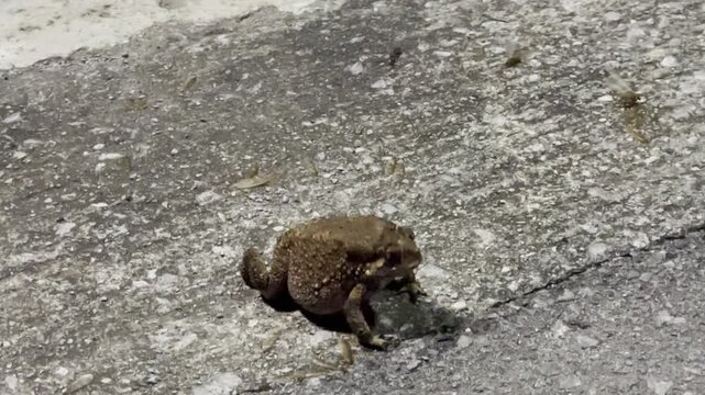 A toad hunting and feeding on winged termites beneath a light at dusk.