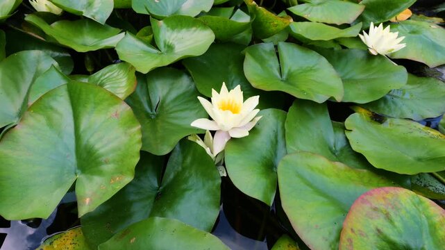 Beautiful white water lily blooms among large green floating leaves. Golden sunlight gently illuminates delicate petals on the water surface, capturing a serene summer pond atmosphere.