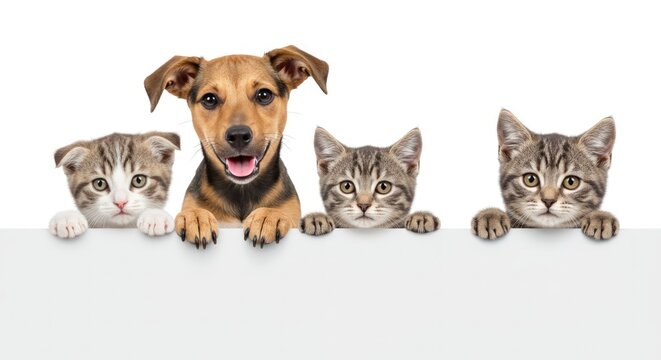 Cute dog and cats together.