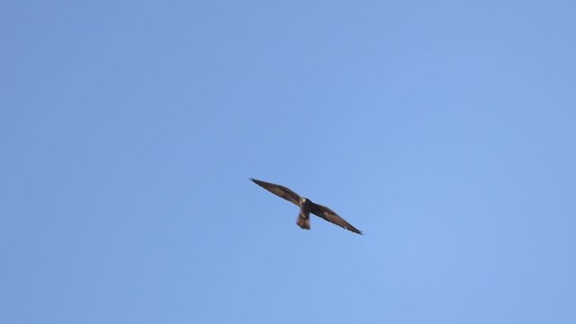 Eleonora's falcon flying in slow motion over coastal cliffs.
