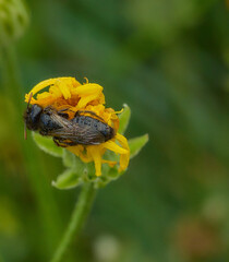 yellow flower and black fly © Jan