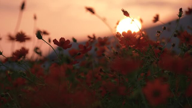 キバナコスモスを夕方撮影した4Kスローモーション動画