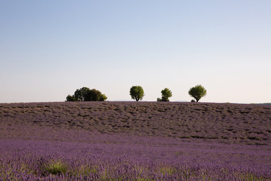 Paysage avec grand champ de lavande, quatre arbres verts sur la ligne d'horizon, ciel bleu en arri&egrave;re-plan, lumi&egrave;re douce de fin d'apr&egrave;s-midi, Provence, sud de la France
