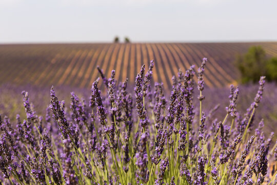 Lavandes en fleurs au premier plan, sillon d'un champ de lavandes en arri&egrave;re-plan