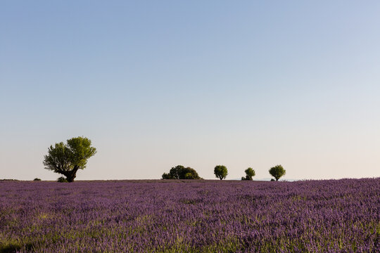 Paysage de champ de lavande, cinq arbres verts sur l'horizon, ciel bleu en arri&egrave;re-plan, lumi&egrave;re douce de fin d'apr&egrave;s-midi, Provence, sud de la France

